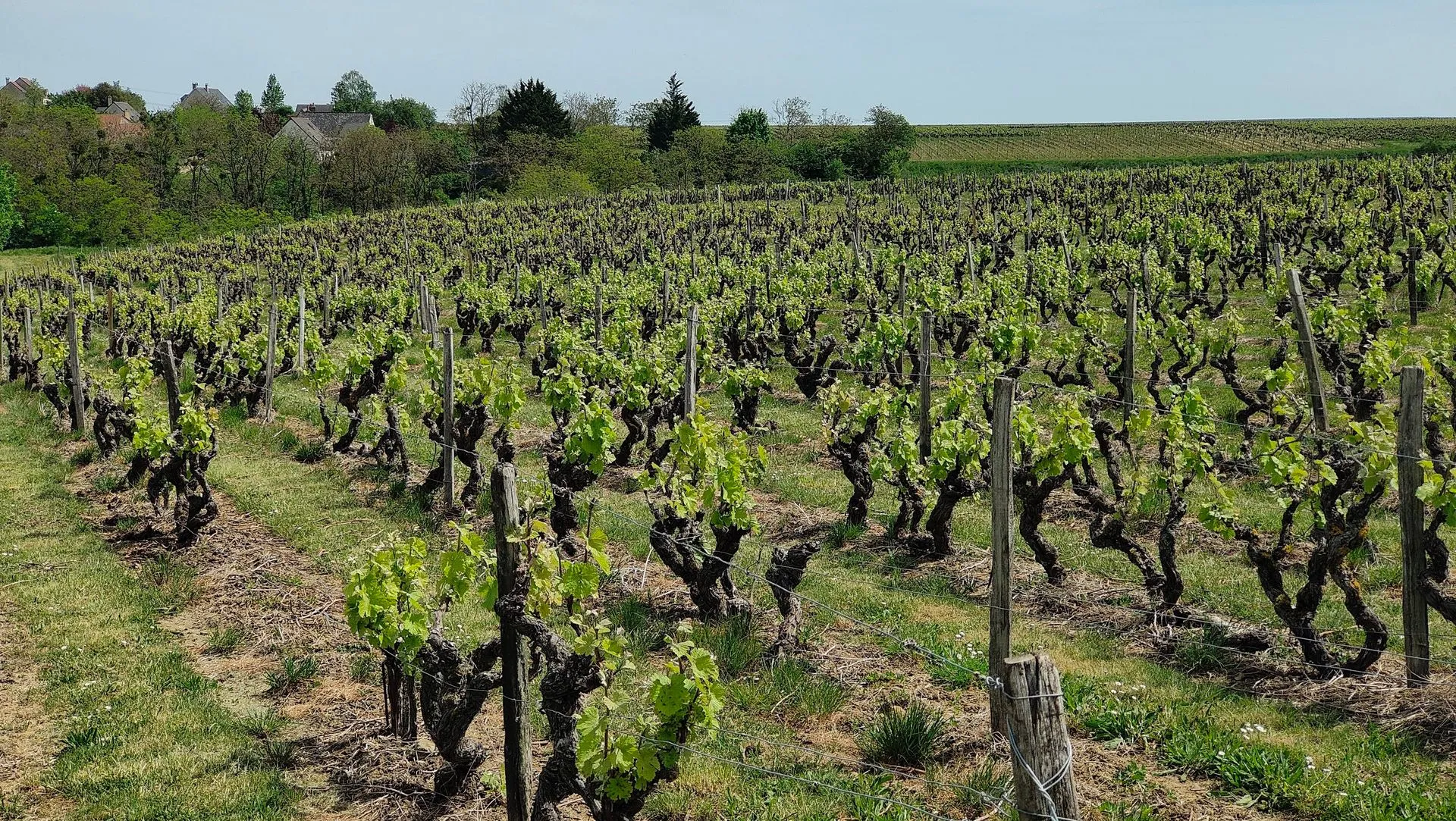 Champagne vineyard day trip chauffeur from Paris spring vines Reims Epernay